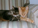Snuggle Kitties